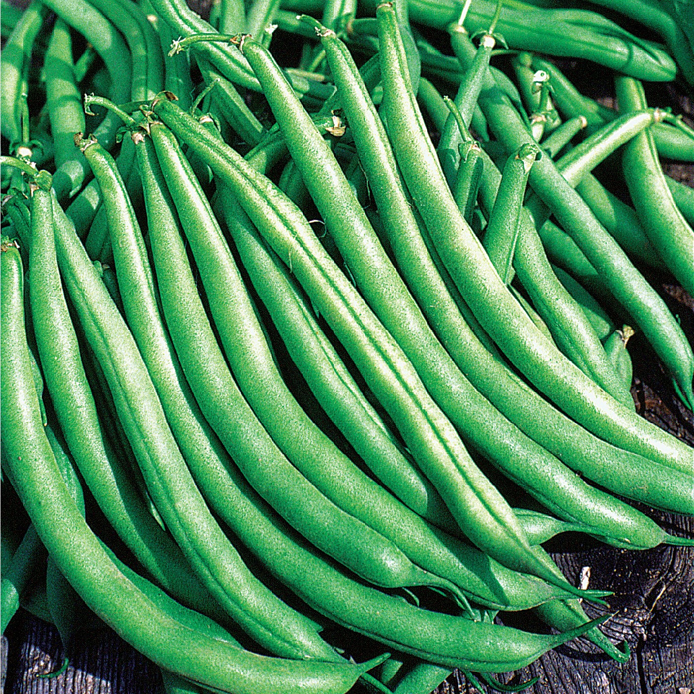 Beans, Greencrop Bush Treated 1/2lb
