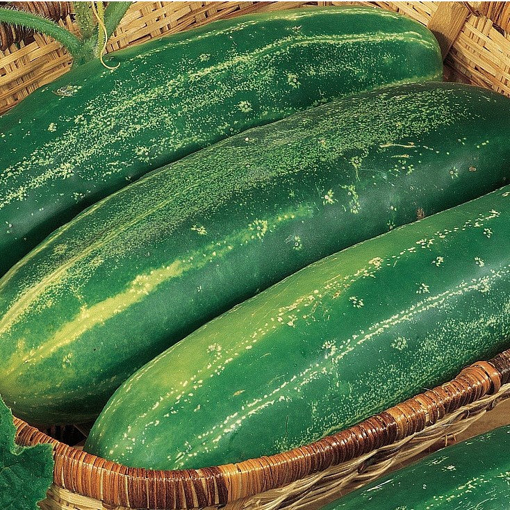Cucumber, Straight Eight 1000 Seed Count