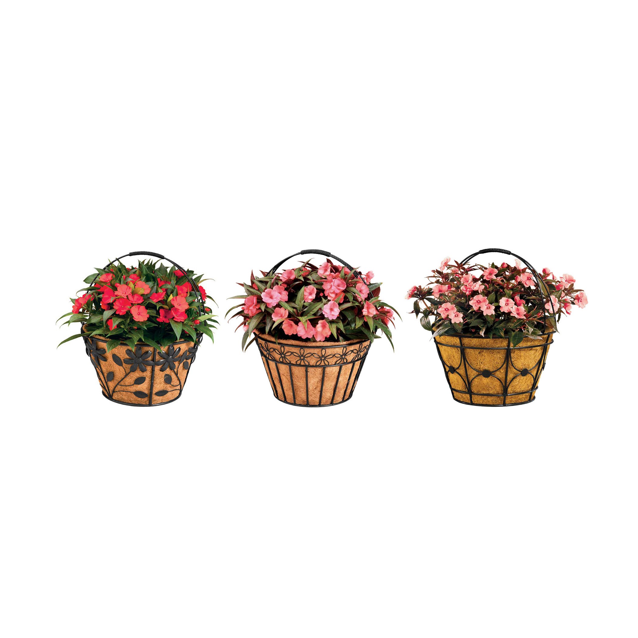 Deer Park Black Basket Variety Pk 2 Floral Daisy Ribbon Arch — priced per each; minimum 6; multiples of 6