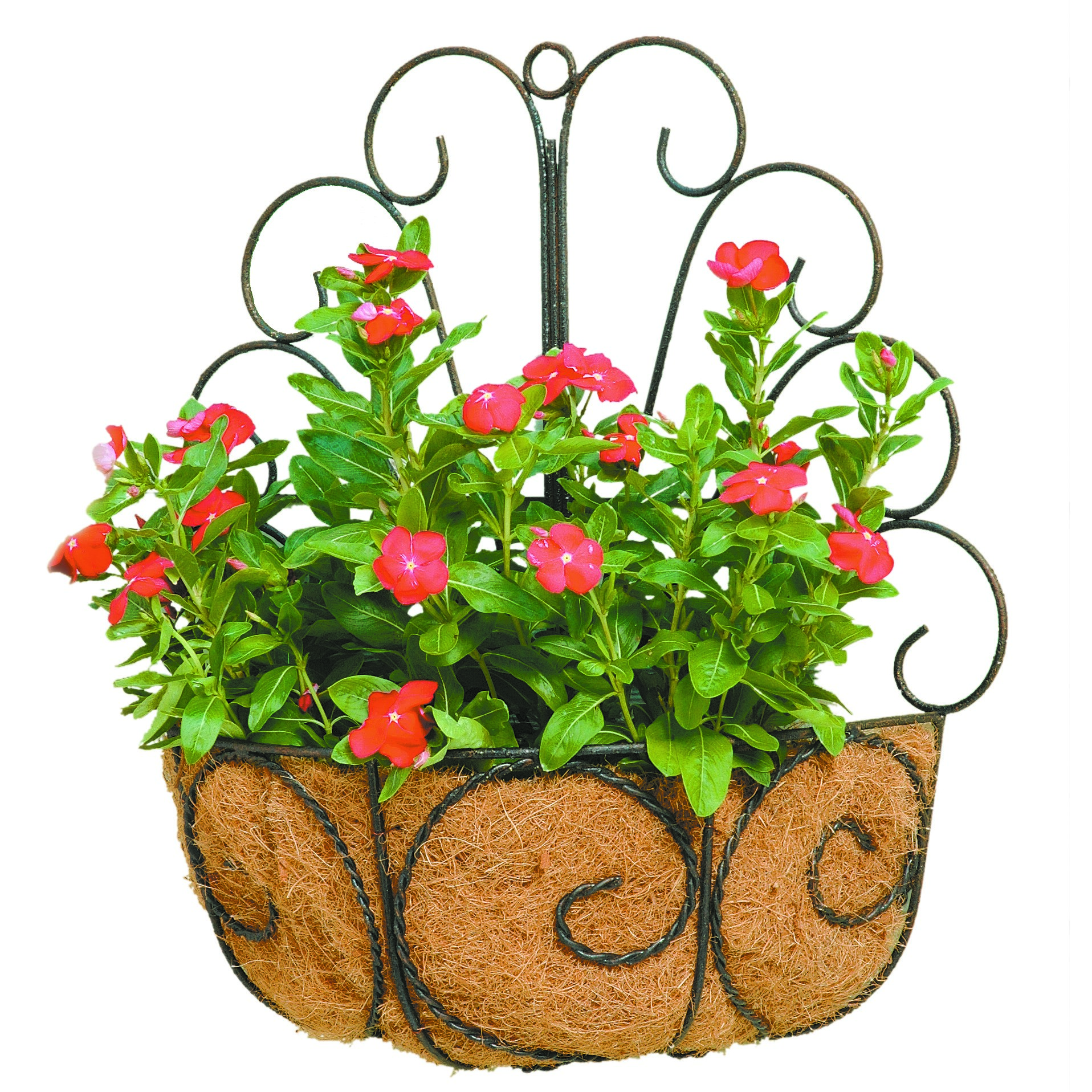 Deer Park Peacock Wall Basket With Coco Liner — priced per each; minimum 6; multiples of 6