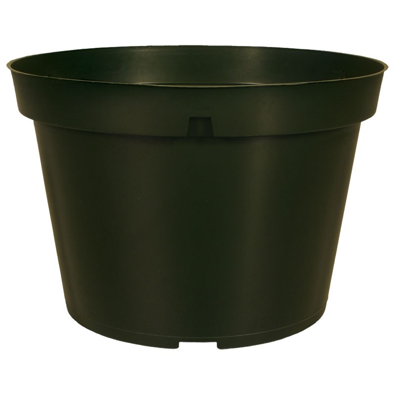 DLN 08.50 RND AZ TW WSLT 300GN — Case of 130