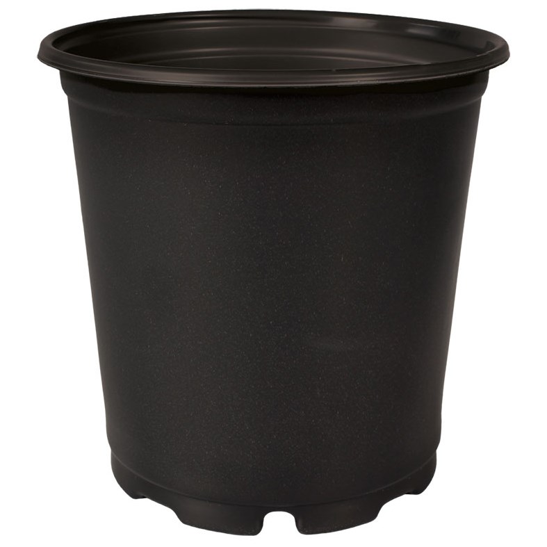 DLN TRADE 01.00GL SQUAT TL PRP COEX BLACK — Case of 140