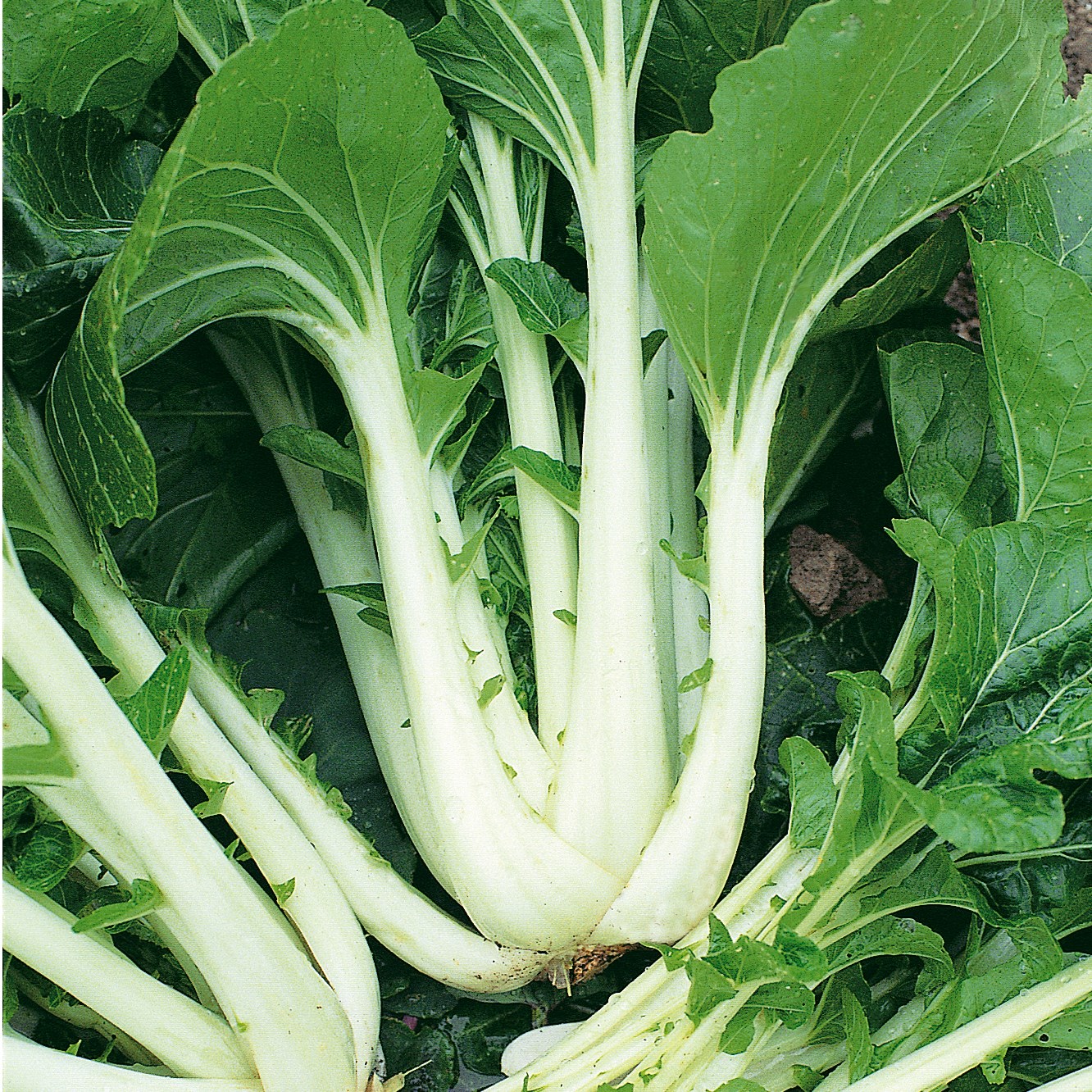 Cabbage, Chinese Pak Choi 1lb
