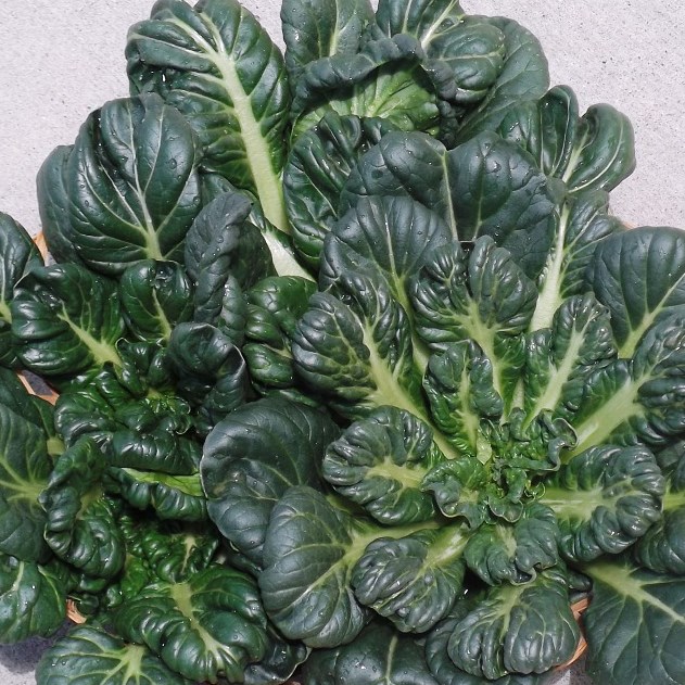 Cabbage, Tatsoi Chinese 1/2oz