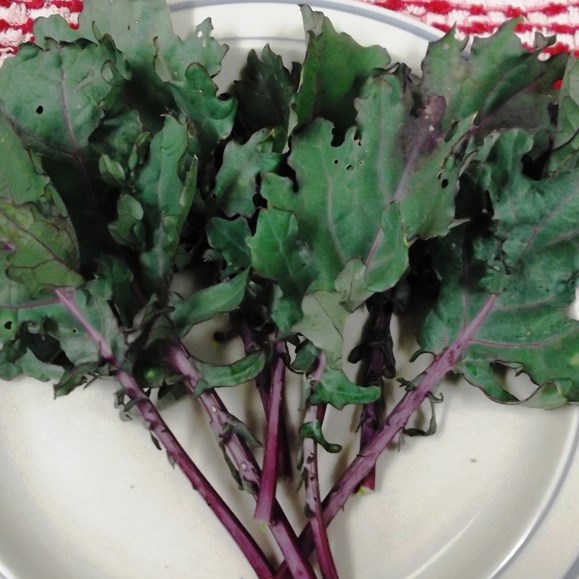 Kale, Red Russian 50#