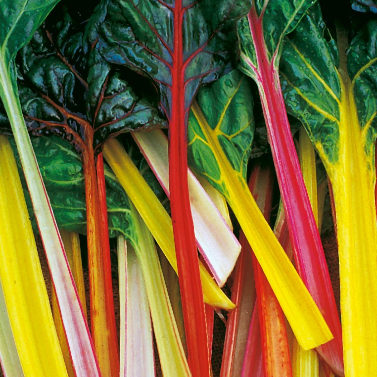 Swiss Chard, Northern Lights 1/2oz