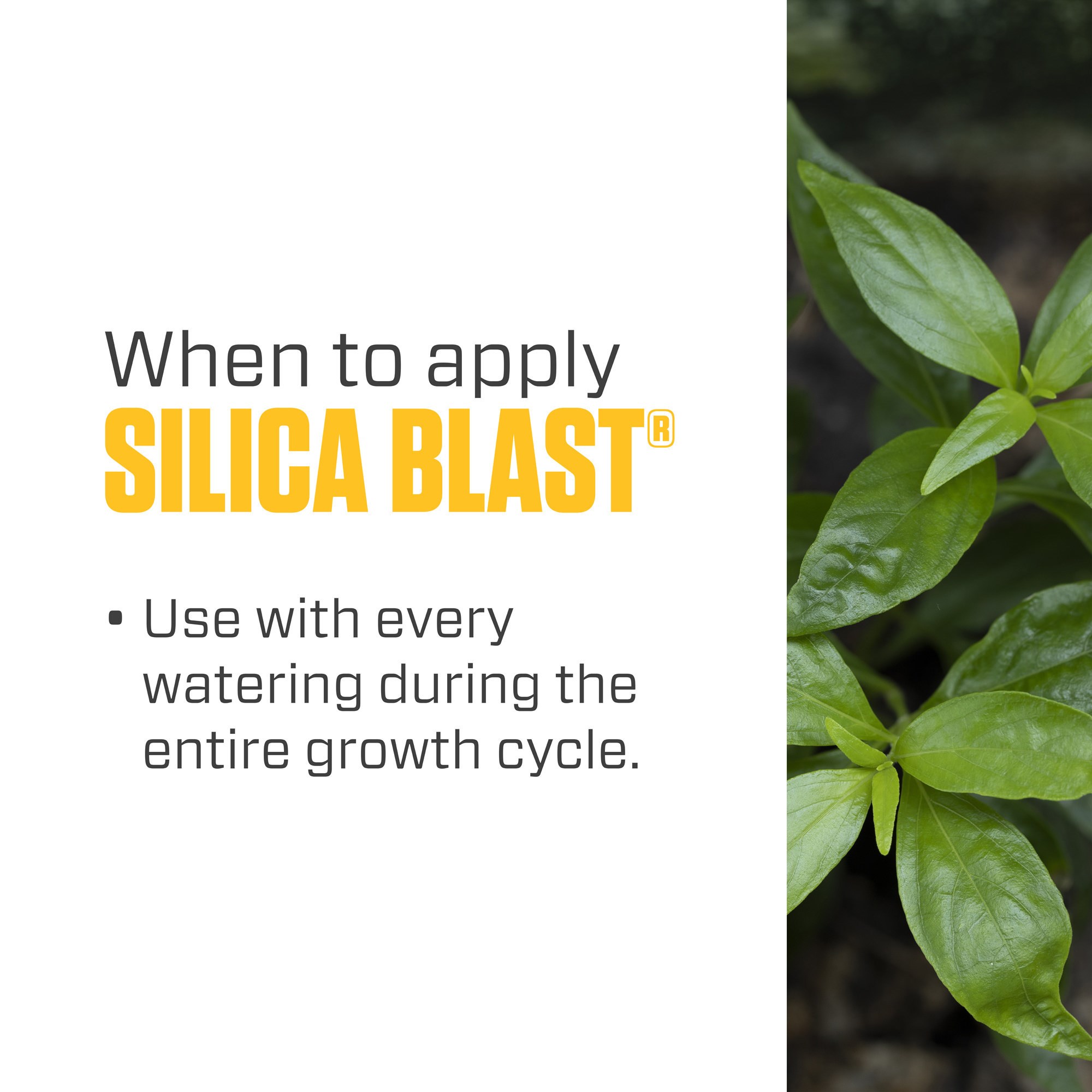 Botanicare 32oz Silica Blast — Single Unit - Image 6