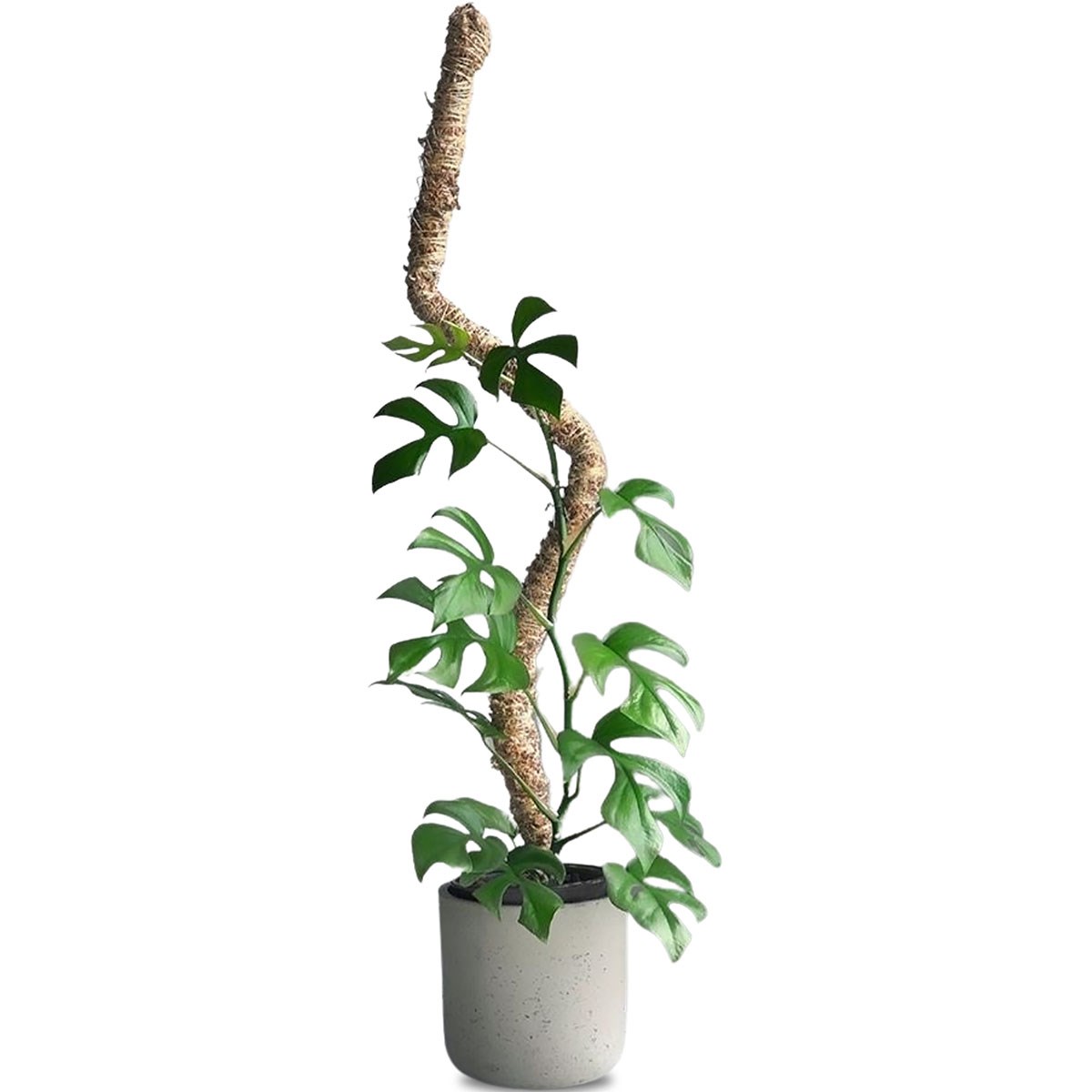 Mossify 42" Bendable Moss Pole