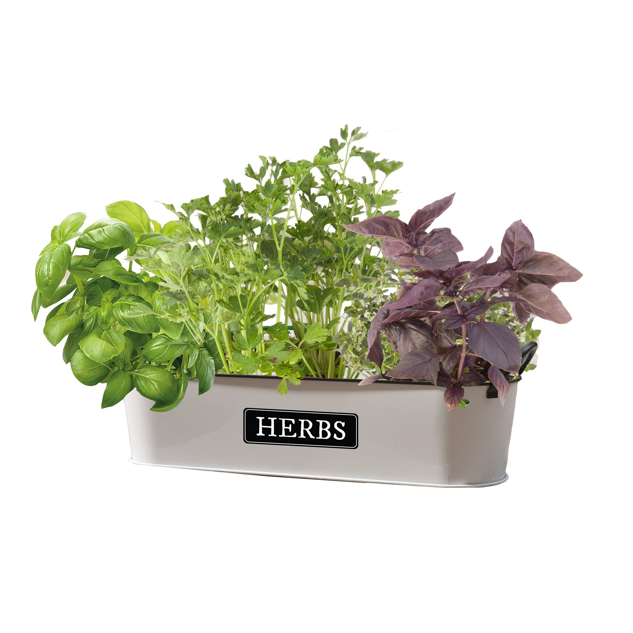 Panacea 16" Milkhouse Herbs Short Oval Planter — priced per each; minimum 6; multiples of 6