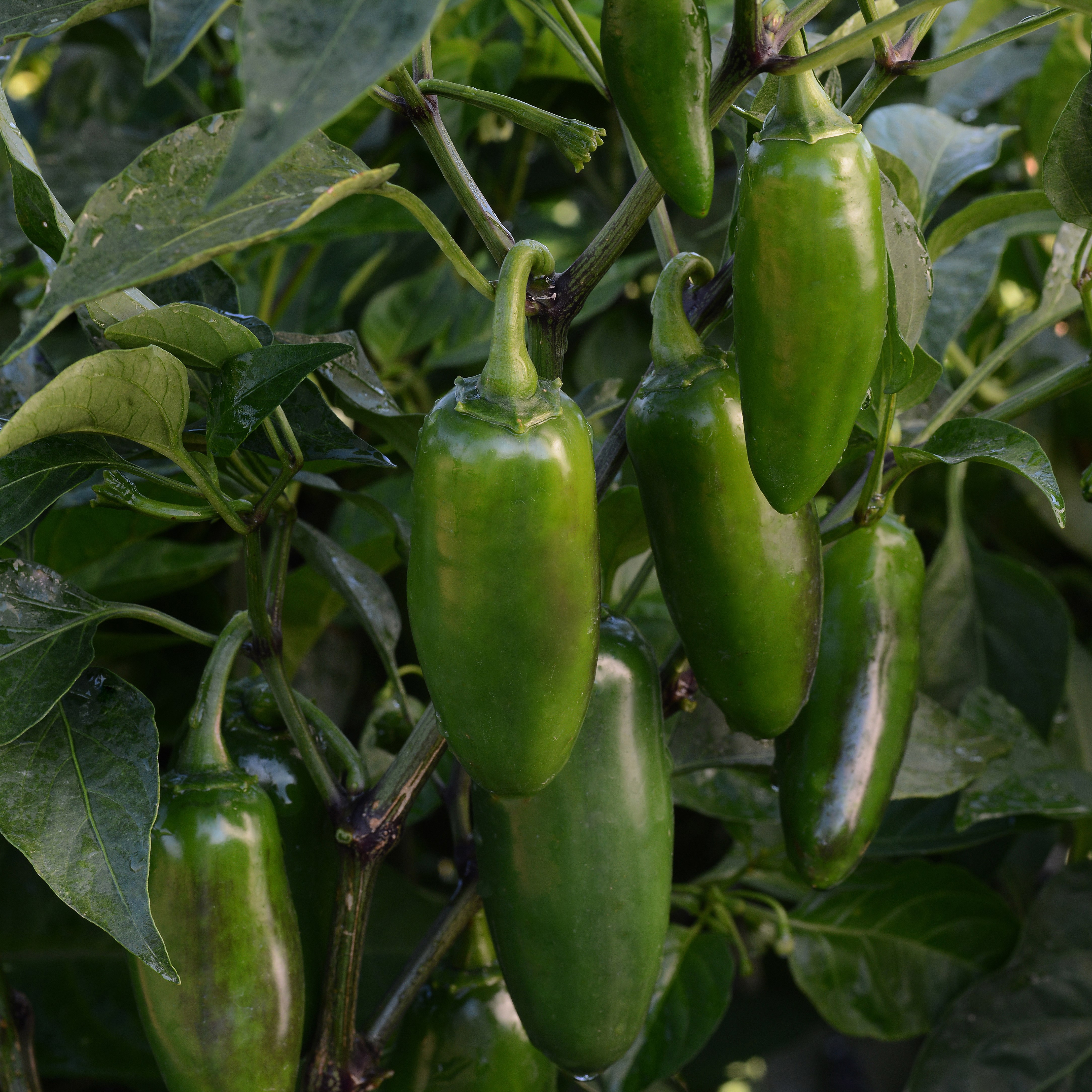 Peppers, La Bomba II 100 Seed Count