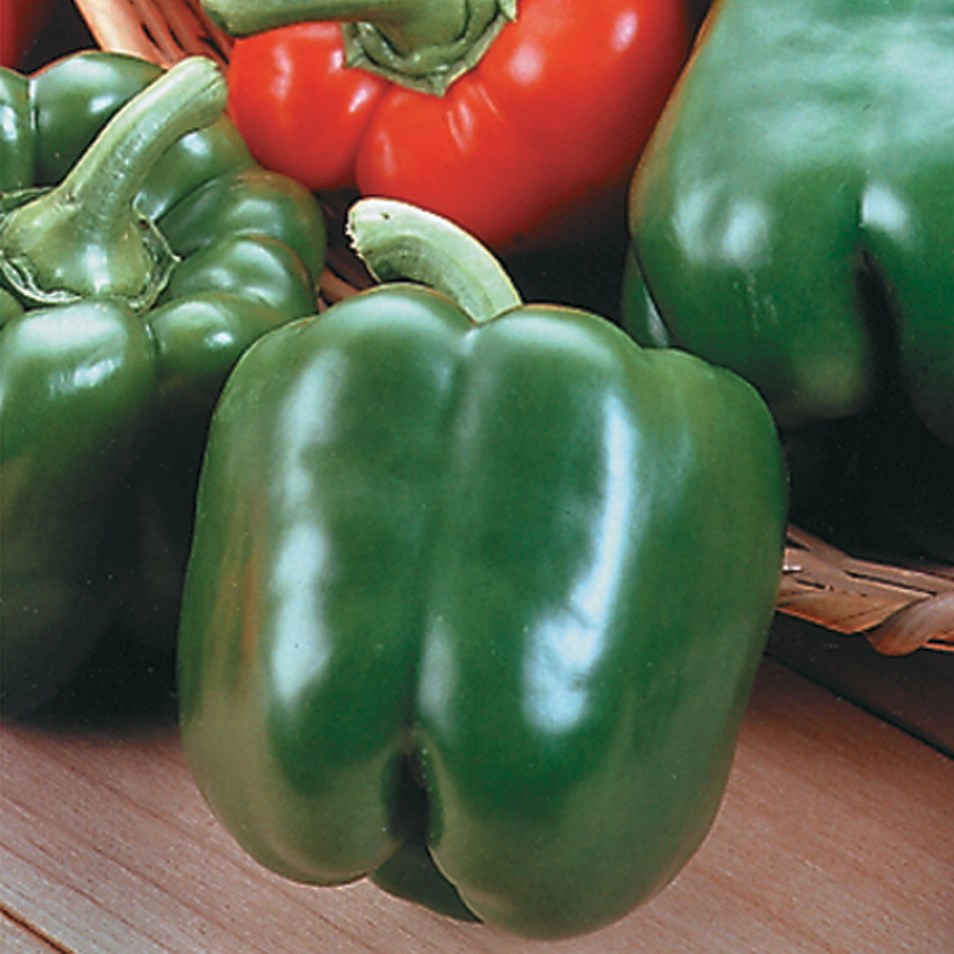 Peppers, King Arthur Hybrid 1000 Seed Count
