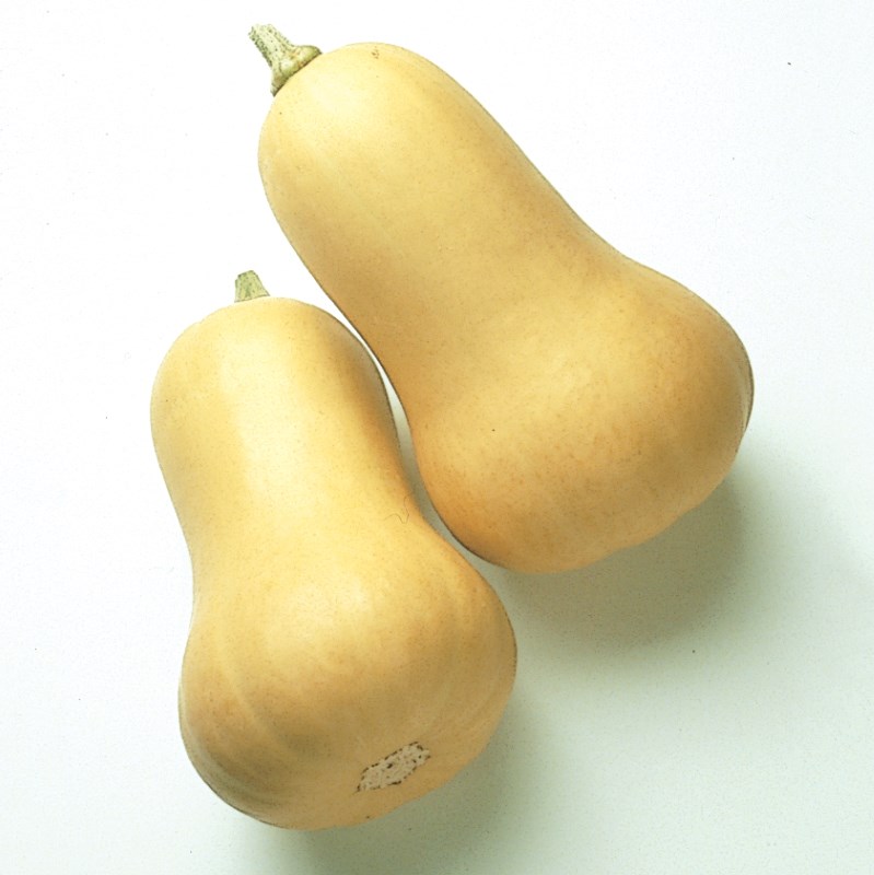 Squash, Early Butternut Hybrid 500 Seed Count