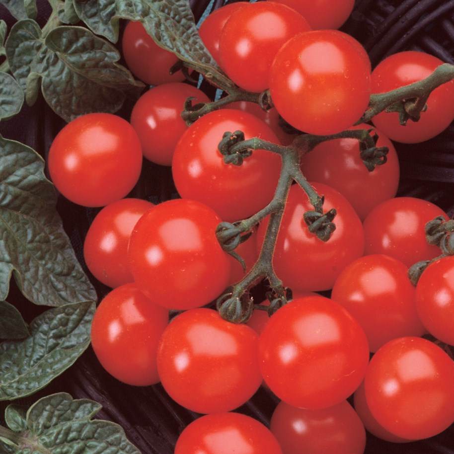Tomato, Husky Cherry Red 500 Seed Count