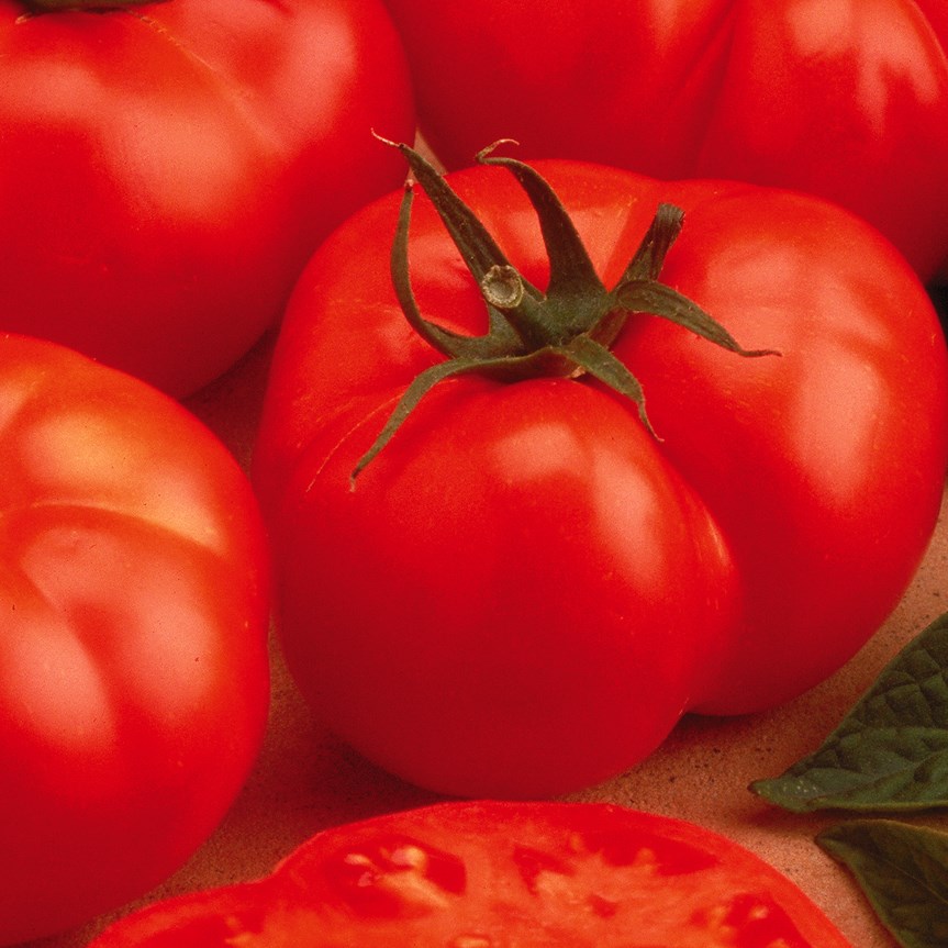 Tomato, Beefmaster Treated 100 Seed Count