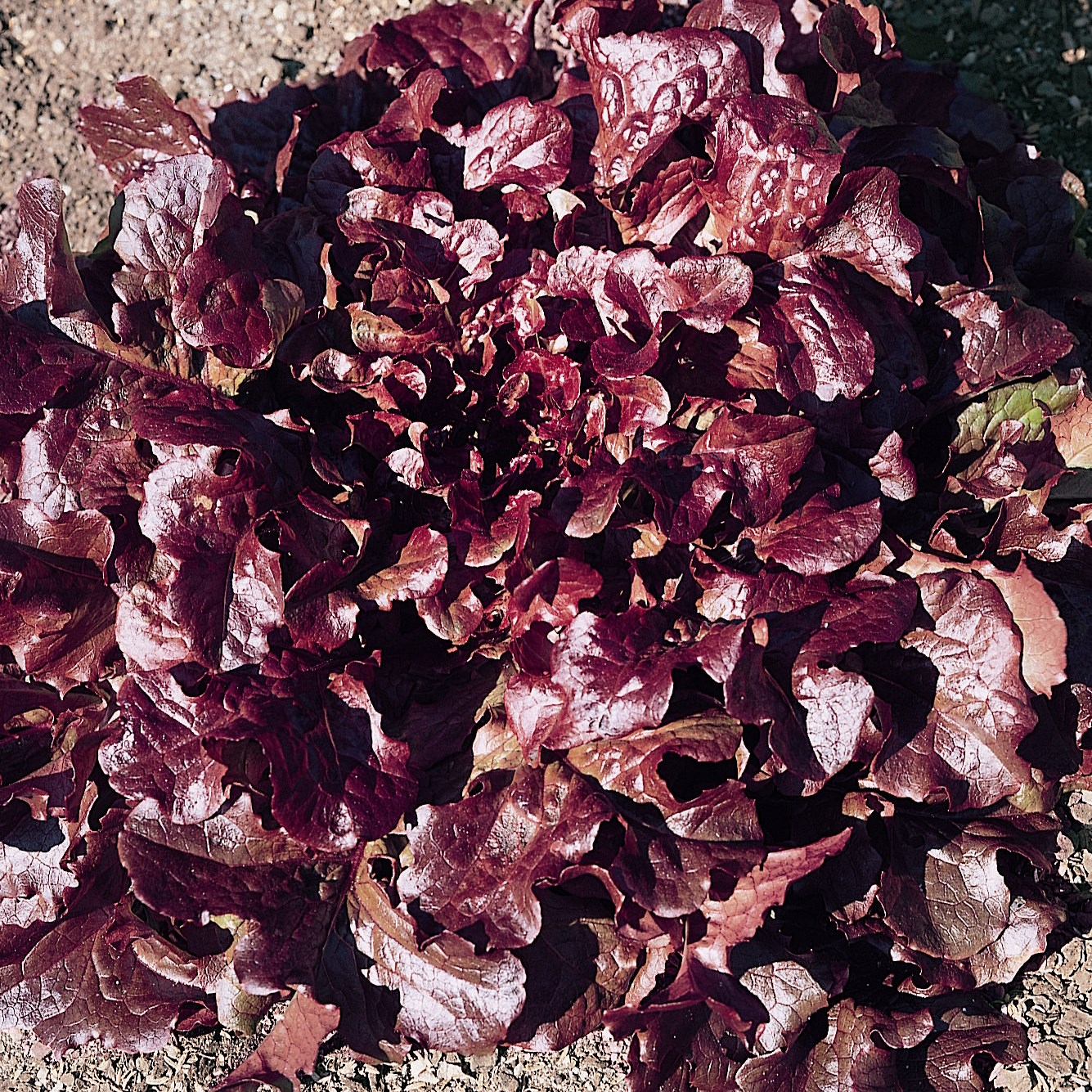 Lettuce, Oakleaf Red 1000 Seed Count