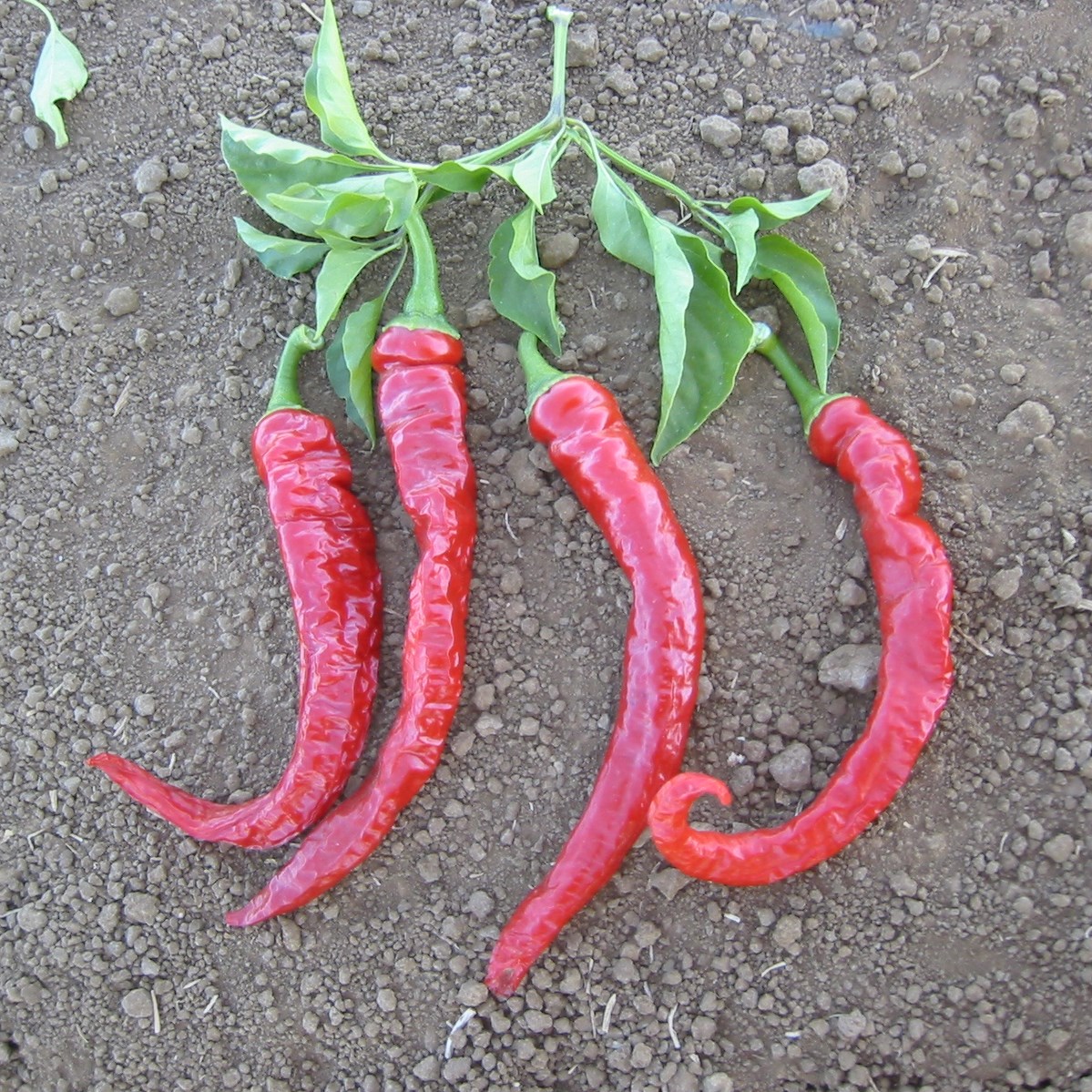 Peppers, Cayenne Red Thick 1000 Seed Count
