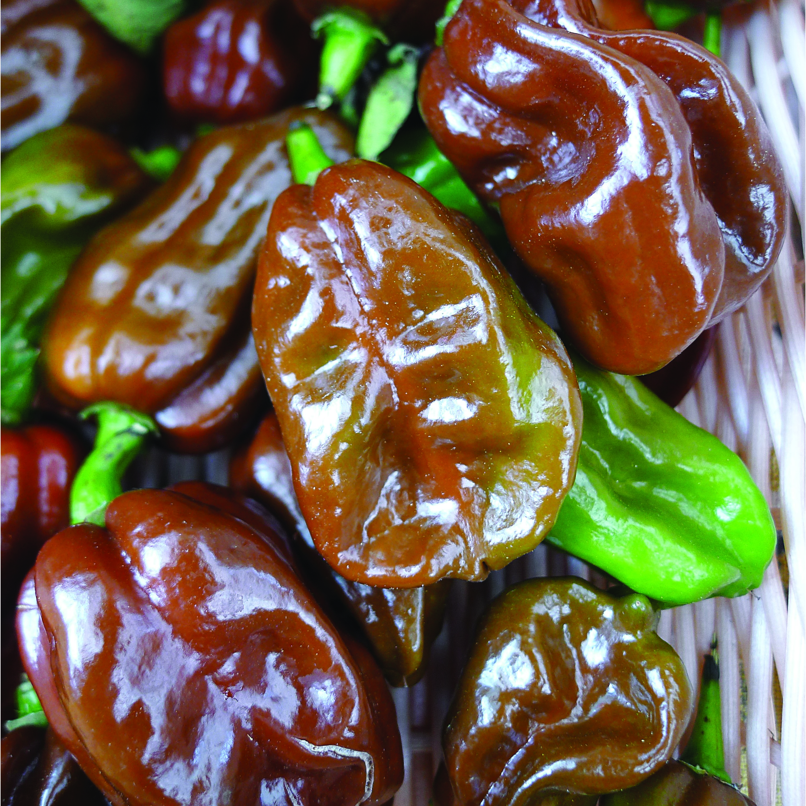 Peppers, Habanero Chocolate 100 Seed Count