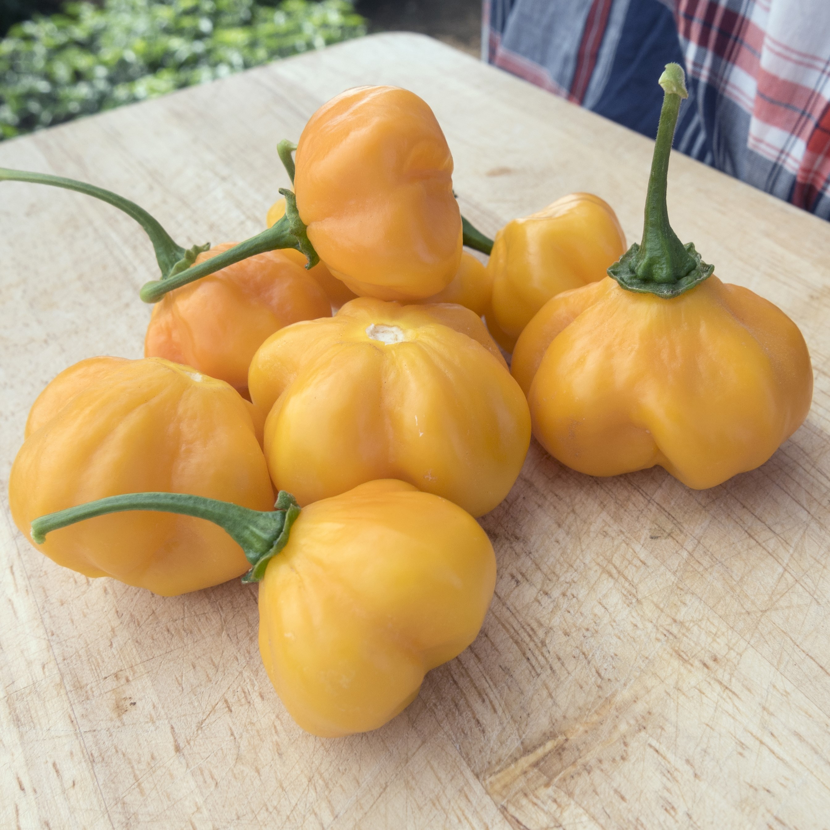 Peppers, Scotch Bonnet Orange 100 Seed Count