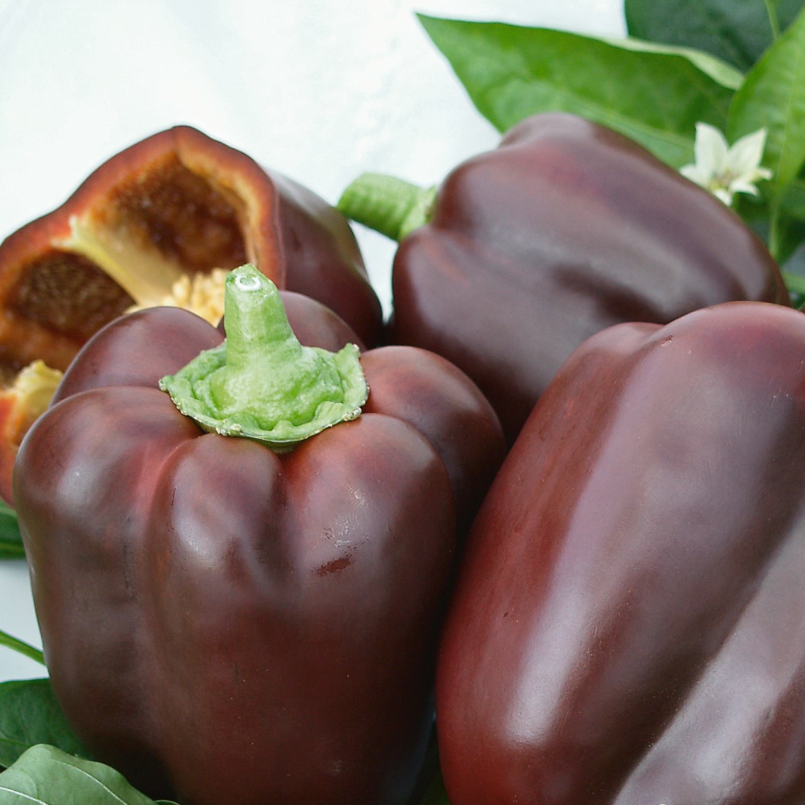 Peppers, Chocolate Beauty 500 Seed Count