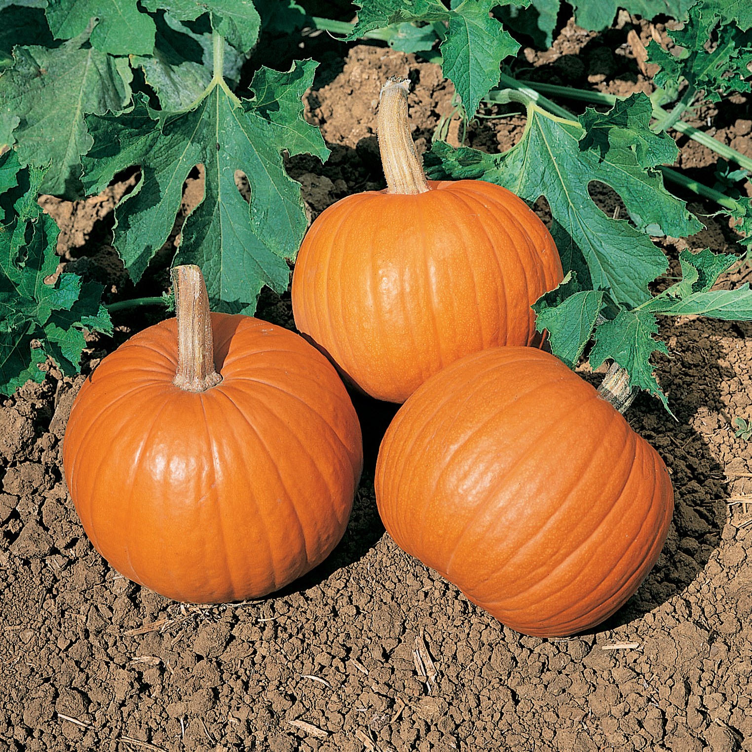 Pumpkin, Wee Be Little 100 Seed Count