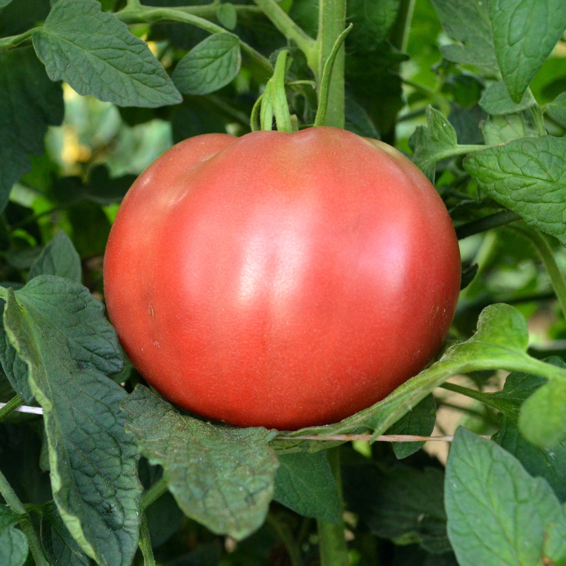 Tomato, Cherokee Purple 500 Seed Count