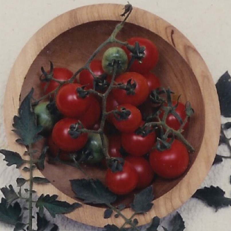 Tomato, Tommy Toe 500 Seed Count