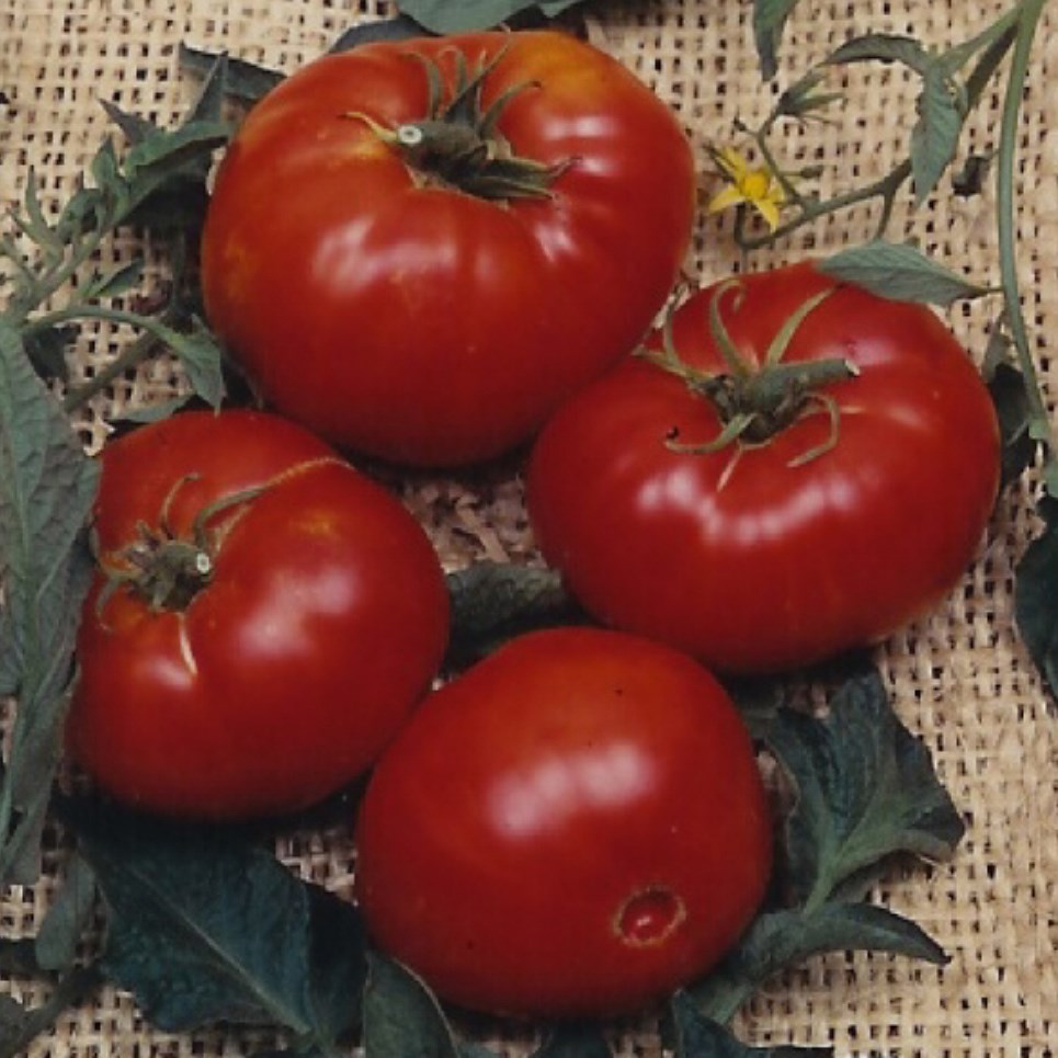 Tomato, Brandywine Red Potato Leaf 100 Seed Count