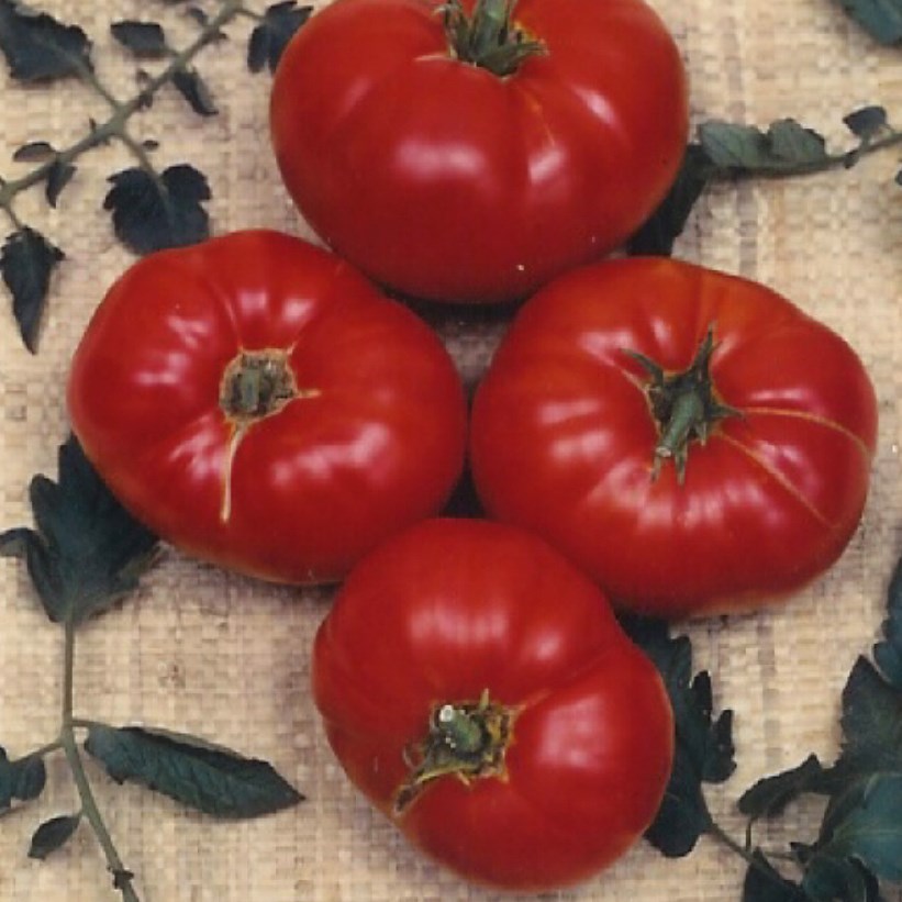 Tomato, Box Car Willie 500 Seed Count