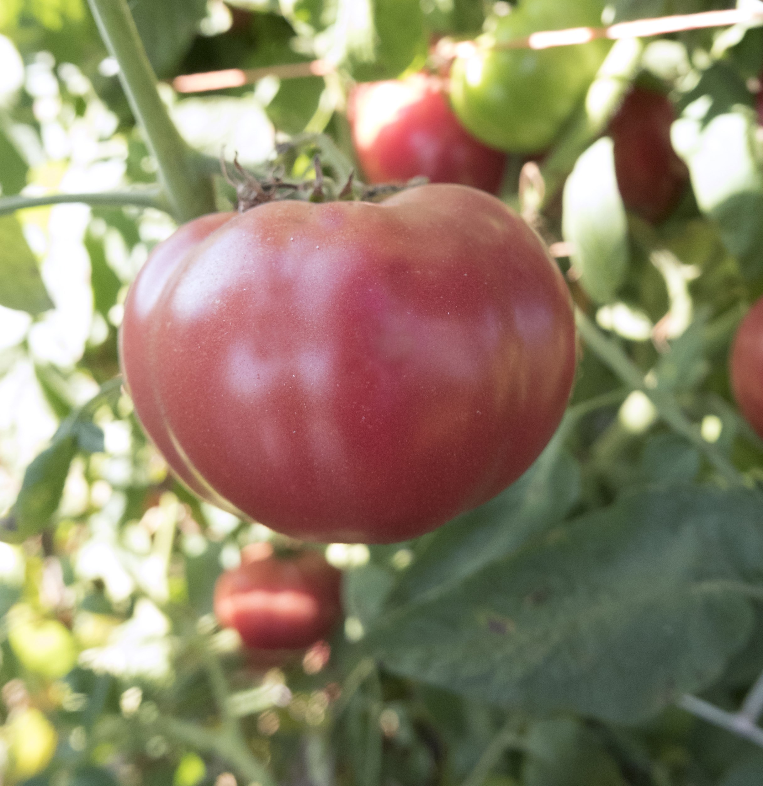 Tomato, Oxheart Red 500 Seed Count