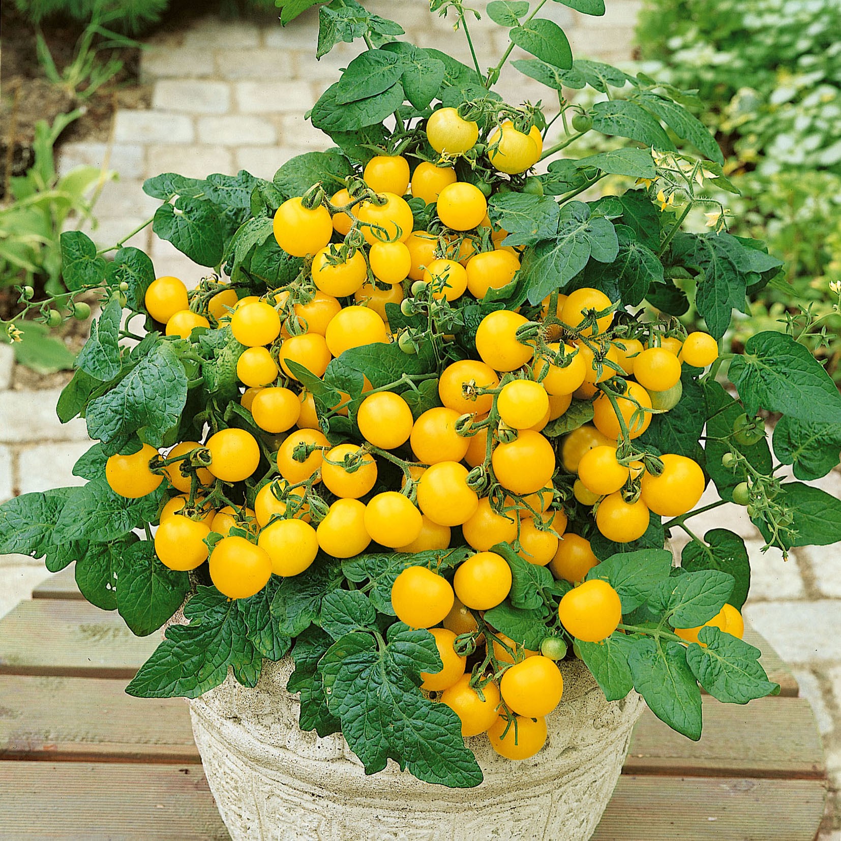 Tomato, Patio Choice Yellow 100 Seed Count
