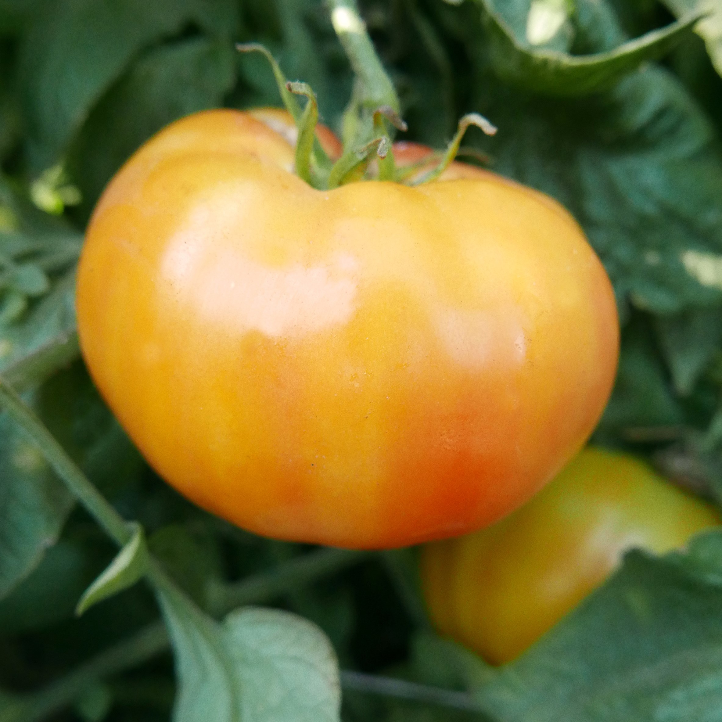 Tomato, Hillbilly Potato Leaf 100 Seed Count