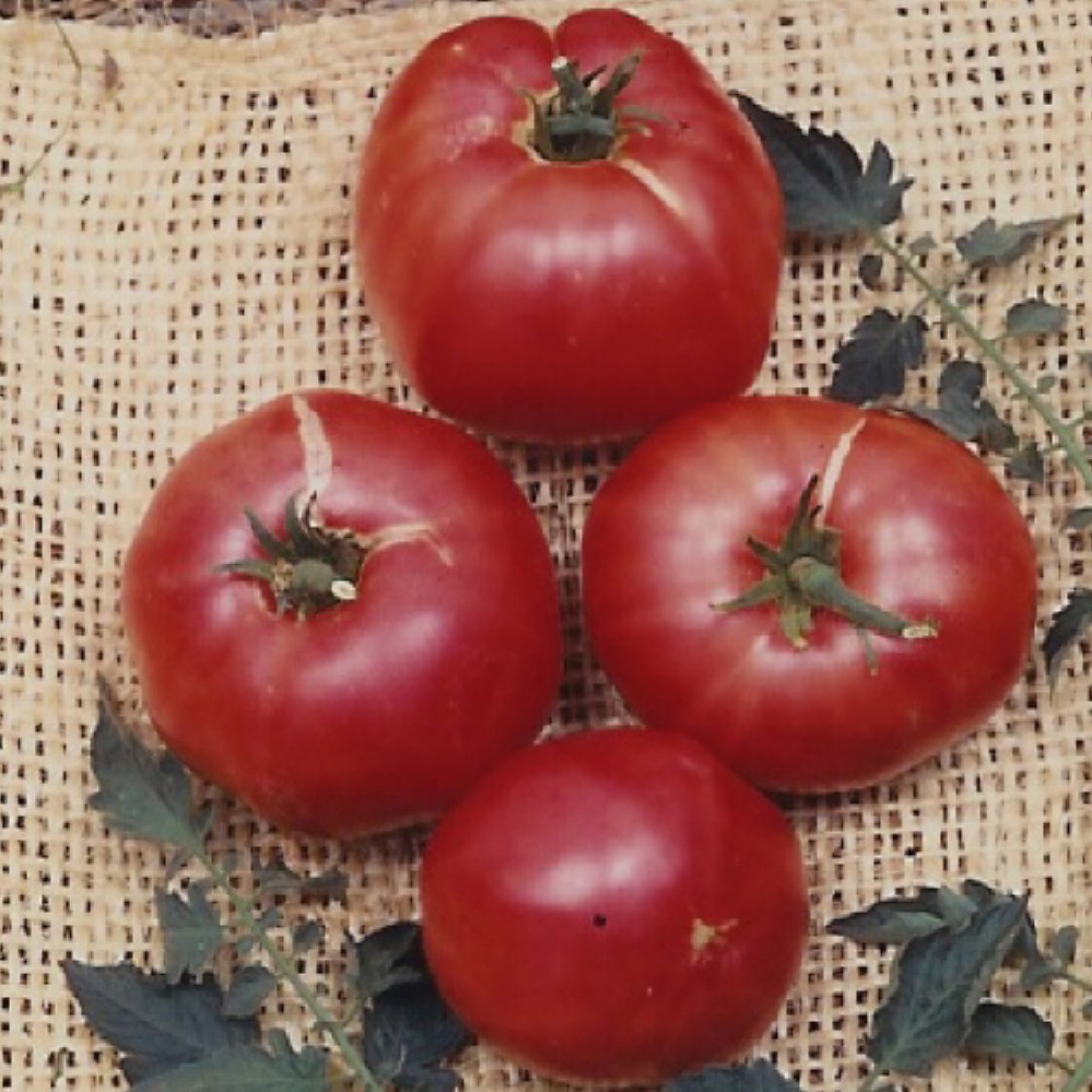 Tomato, German Johnson 100 Seed Count