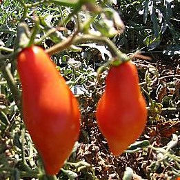 Tomato, San Marzano Indeterminate 100 Seed Count