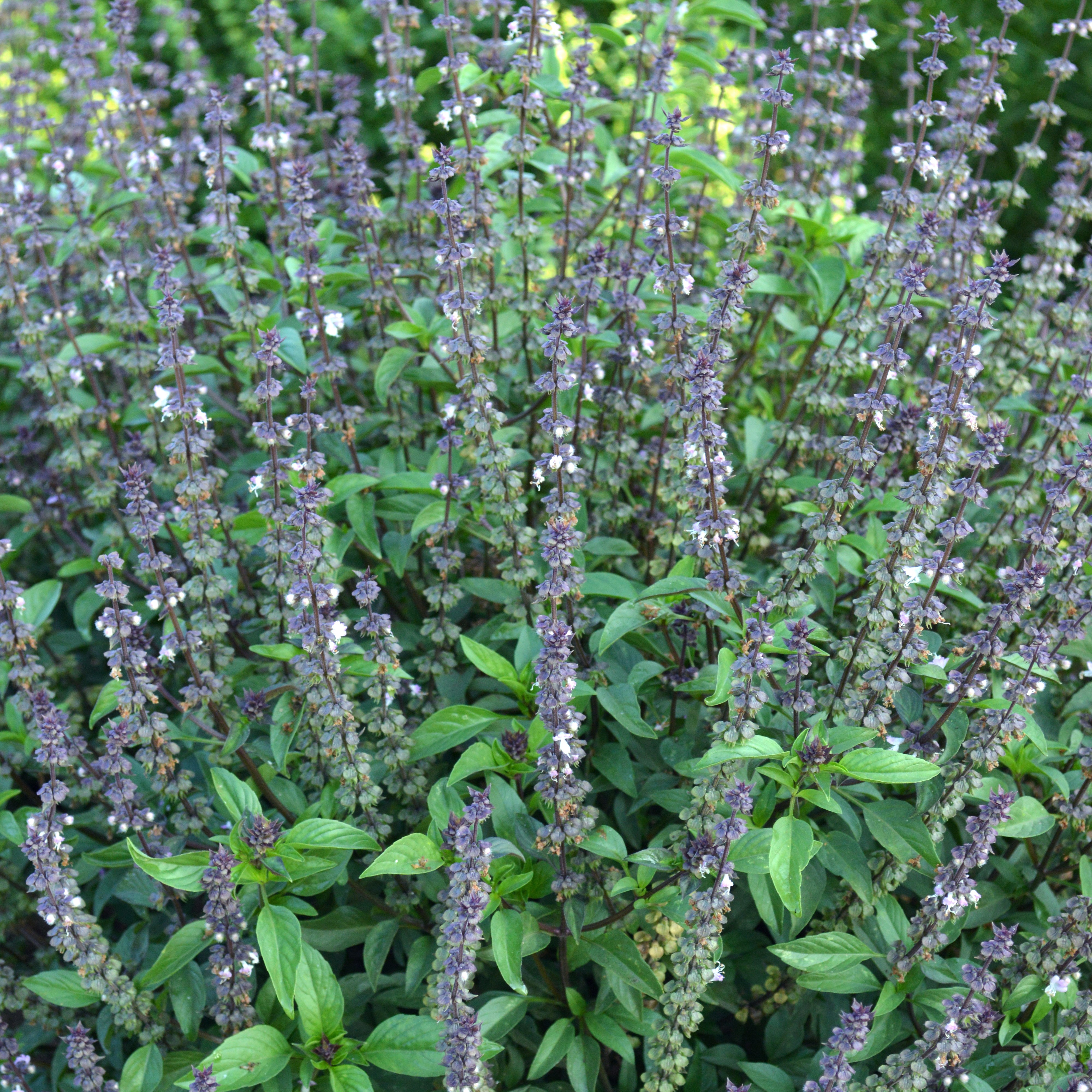 Basil, Cinnamon 1/4oz
