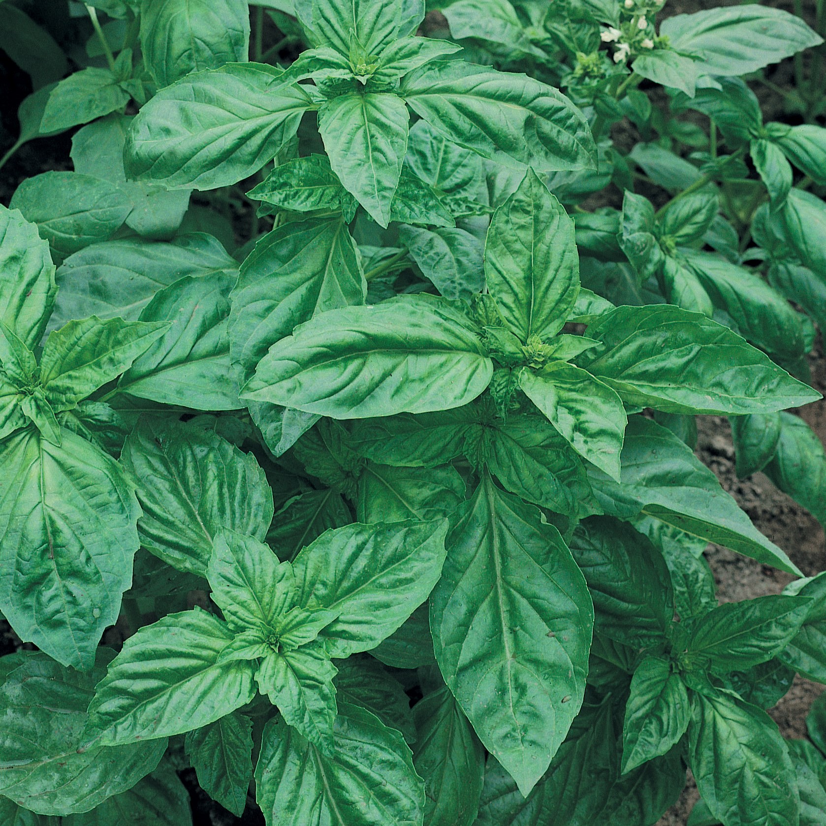Basil, Genovese 1/4oz