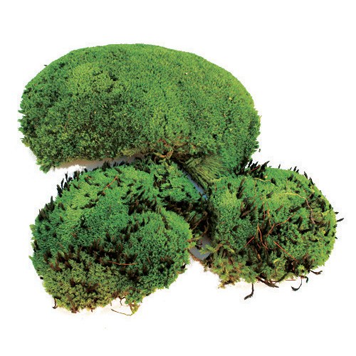 SuperMoss 200cu Bag Preserved Royal Pool Moss — priced per each; minimum 10; multiples of 10