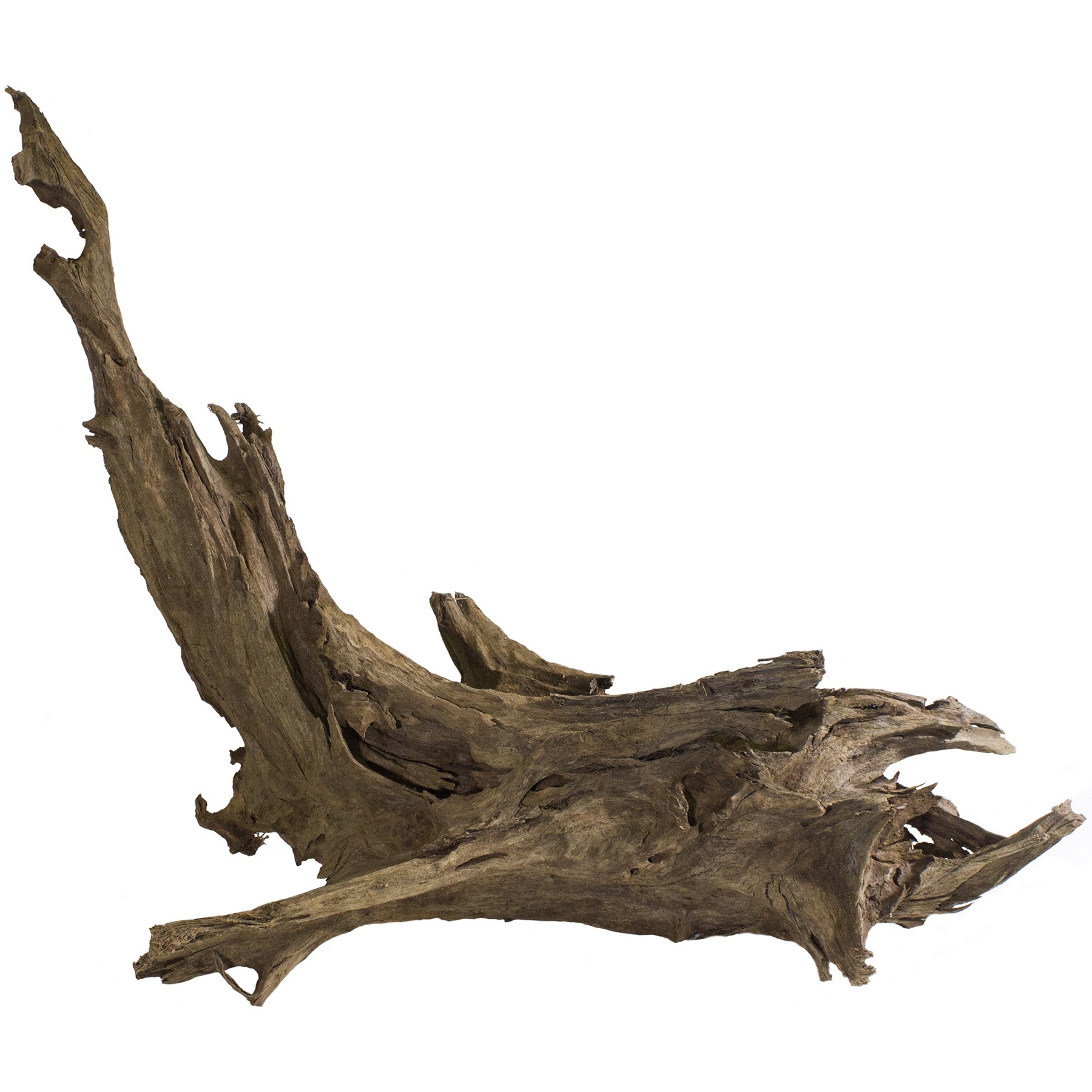 SuperMoss 11" to 13" Malaysian Driftwood — priced per each; minimum 6; multiples of 6