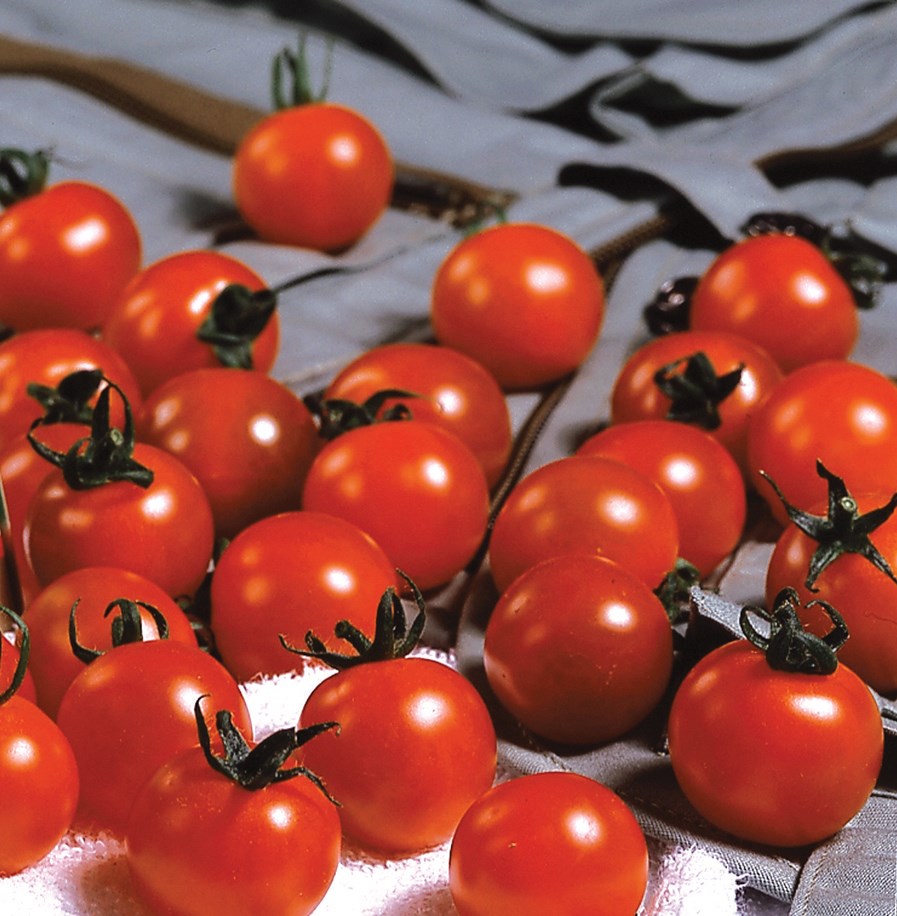 Tomato, Sweet Million Treated 10,000 Seed Count