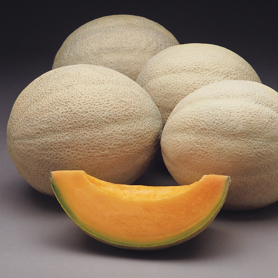 Cantaloupe, Athena Hybrid Treated 100 Seed Count
