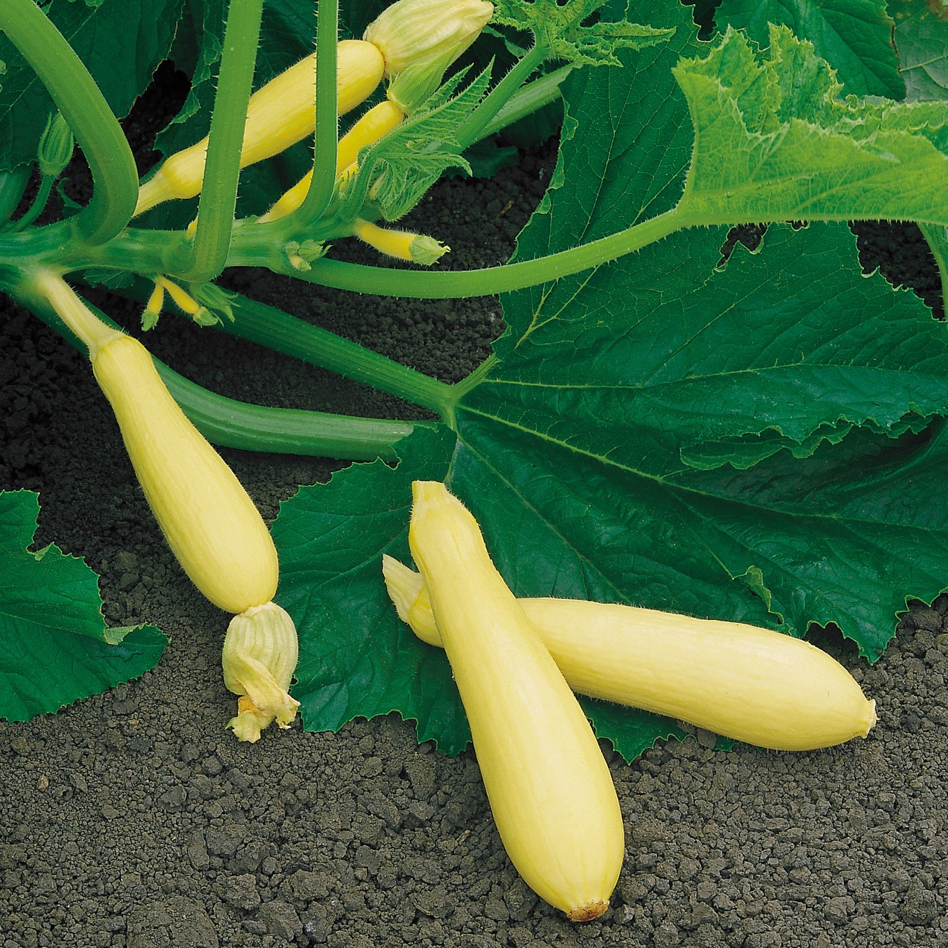 Squash, Fortune Farmore Treated 100 Seed Count