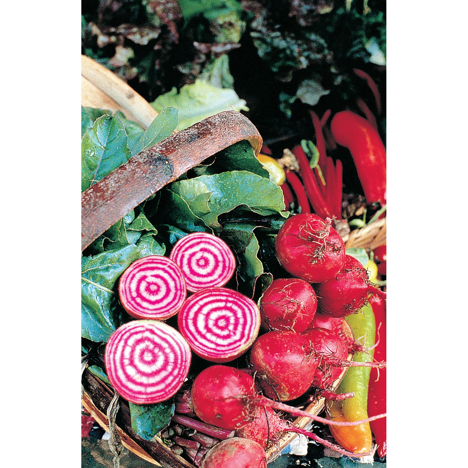 Beets, Chiogga 1/2oz