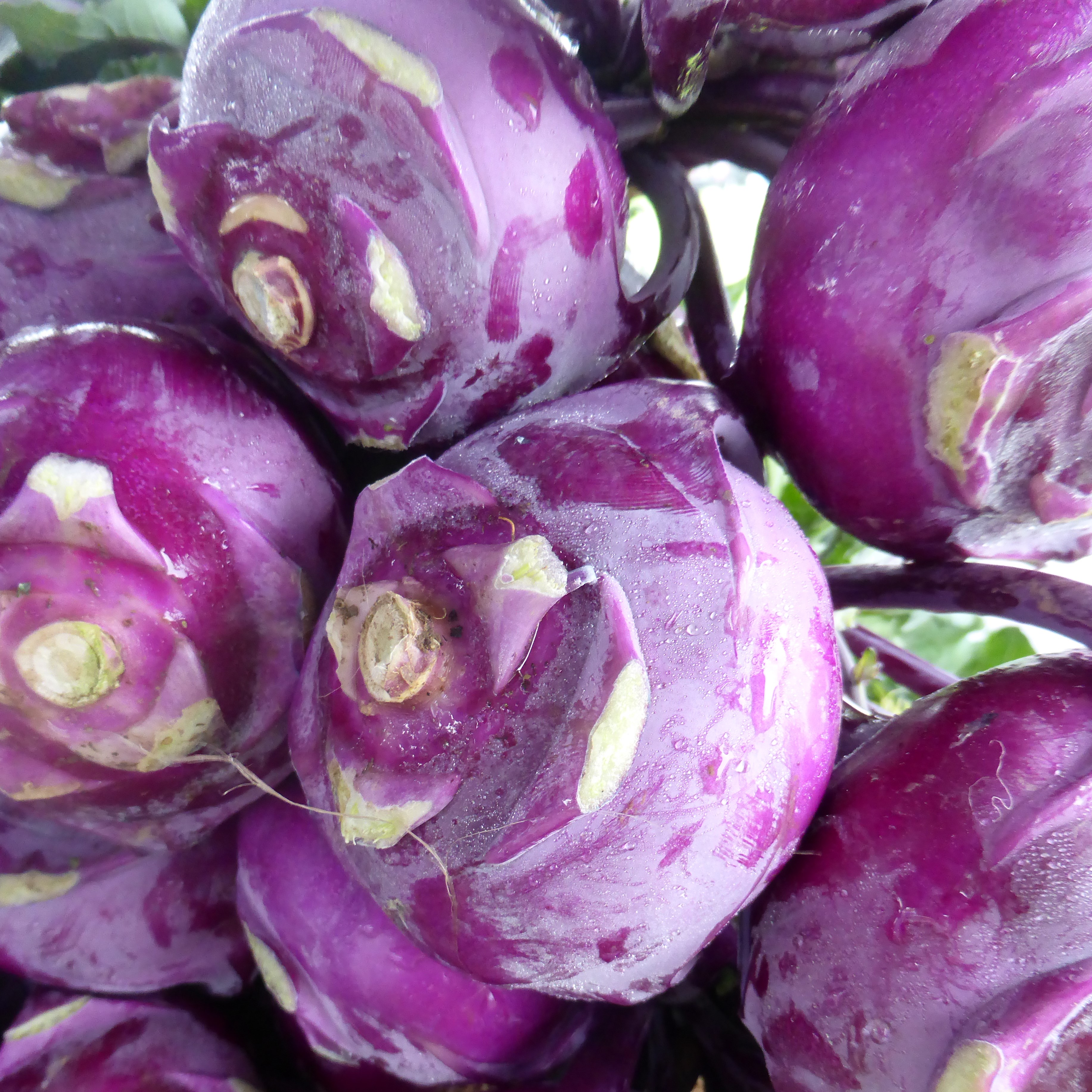 Kohlrabi, Purple Vienna 1/2oz