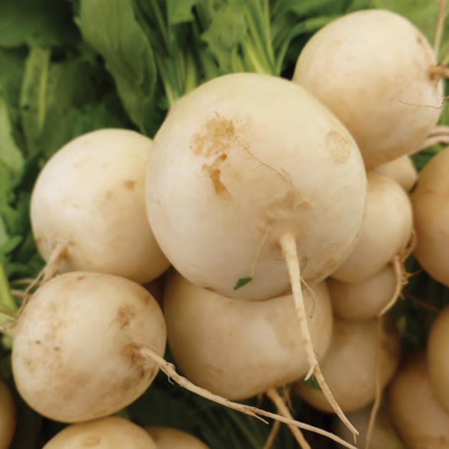 Turnips, Golden Ball - 1/2oz