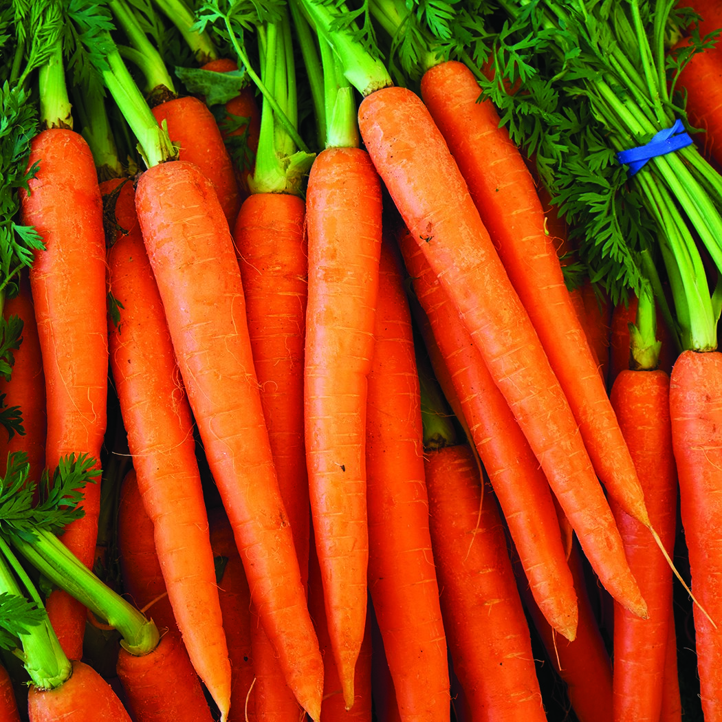 Carrot, Tendersweet 2.7 Grams - Image 3