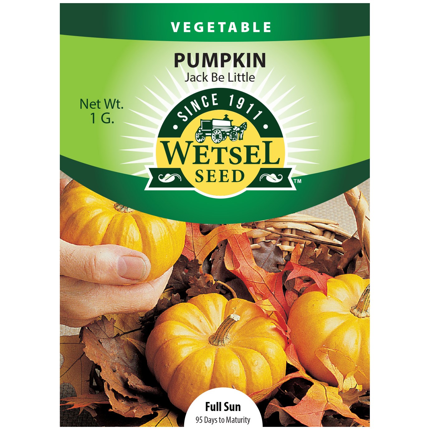 Pumpkin, Jack B Little 1 Gram — priced per each; minimum 5; multiples of 5