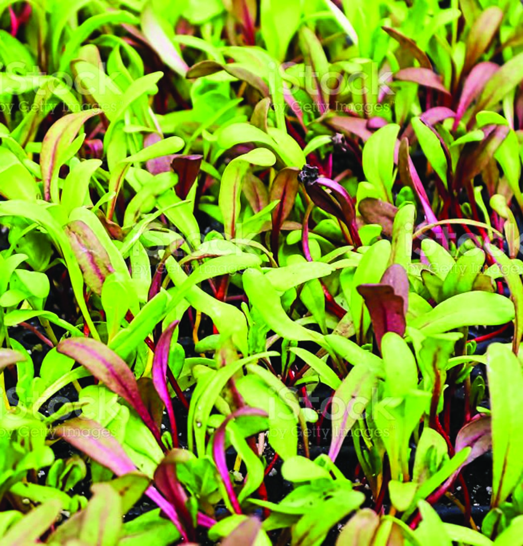 Microgreens, Ruby Red Swiss Chard 3.5 Grams - Image 3