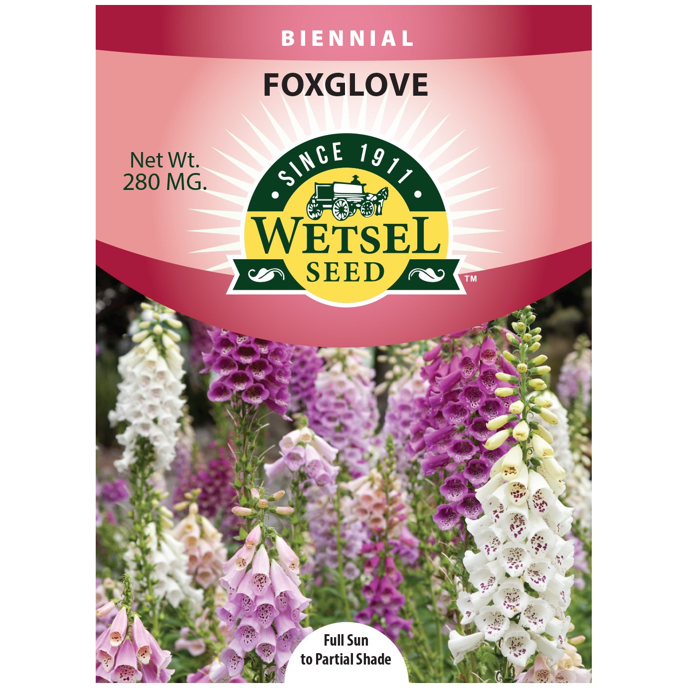 Foxglove, Foxy Annual 280mg — priced per each; minimum 5; multiples of 5