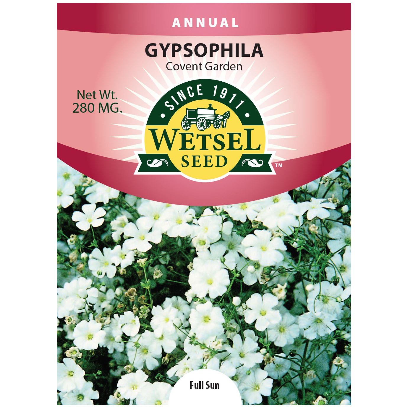 Gypsophila, Covent Garden 280mg — priced per each; minimum 5; multiples of 5