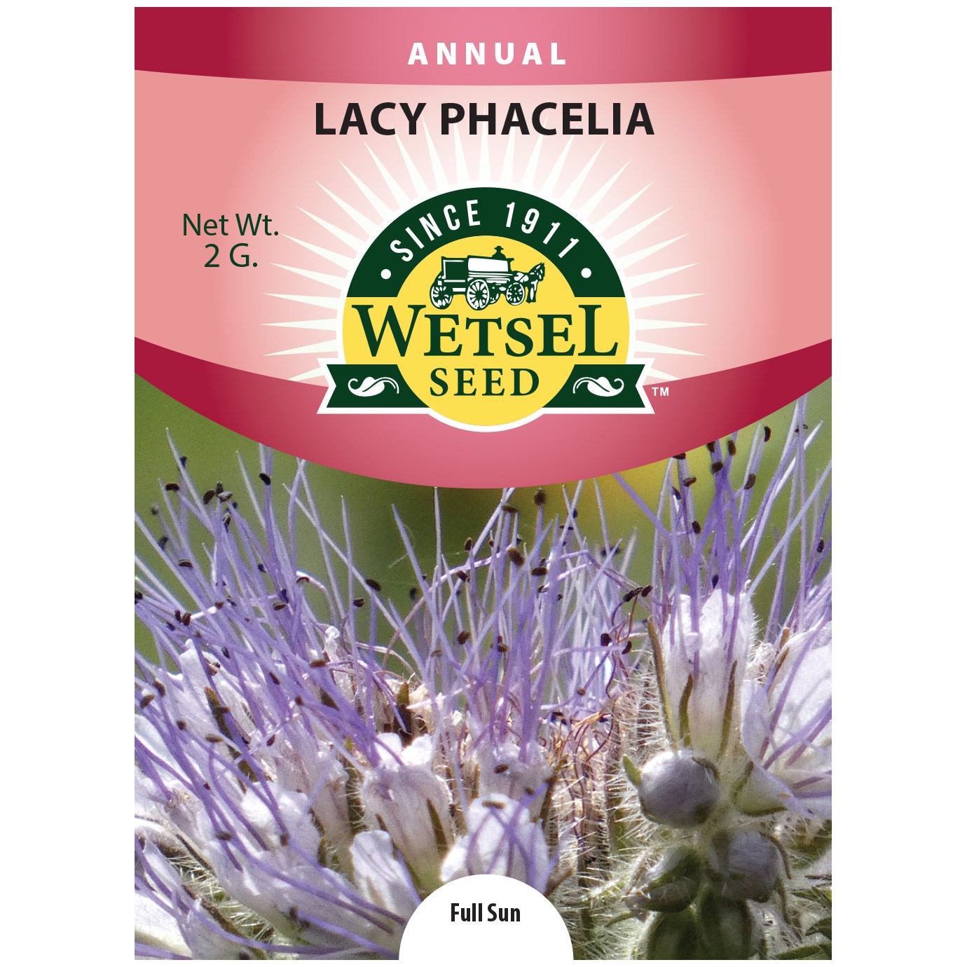 Lacy Phacelia 2 Grams — priced per each; minimum 5; multiples of 5