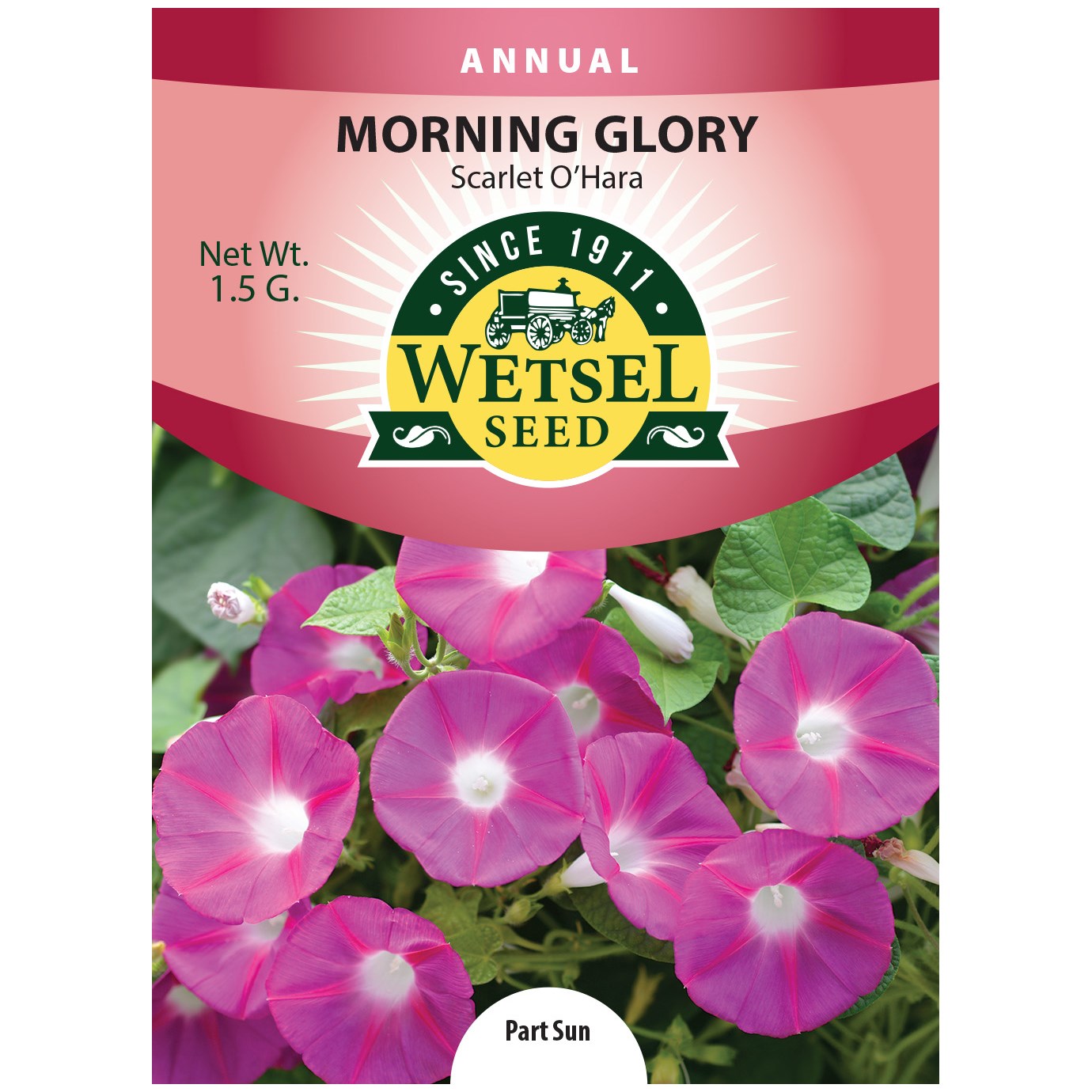 Morning Glory, Scarlet O'hara 1.5 Grams — priced per each; minimum 5; multiples of 5